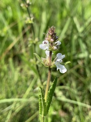 Stachys nigricans