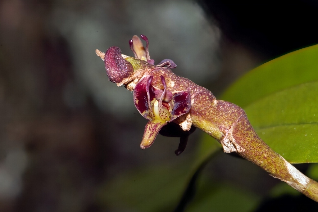 Bulbophyllum scaberulum; photograph (c) i_c_riddell, some rights reserved (CC BY)