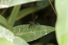 Salpingogaster