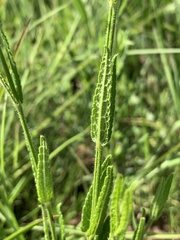 Stachys nigricans