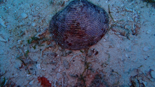 Fimbria fimbriata observed 2025-09-21