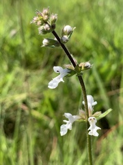 Stachys nigricans