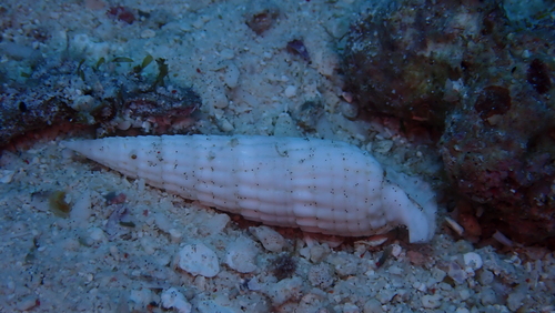Rhinoclavis aspera observed 2025-09-21