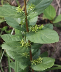 Vangueria venosa