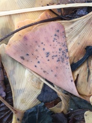 Bartheletia paradoxa