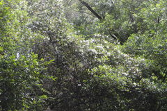 Eucryphia lucida