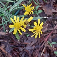 Senecio inaequidens