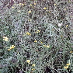 Senecio inaequidens