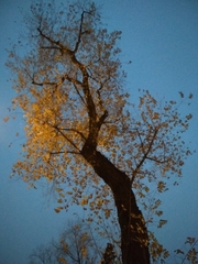 Ulmus pumila