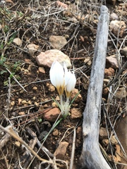 Crocus hyemalis