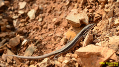 Takydromus wolteri
