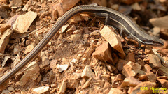 Takydromus wolteri