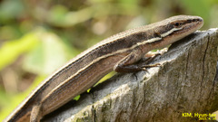 Takydromus wolteri