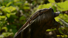 Takydromus wolteri