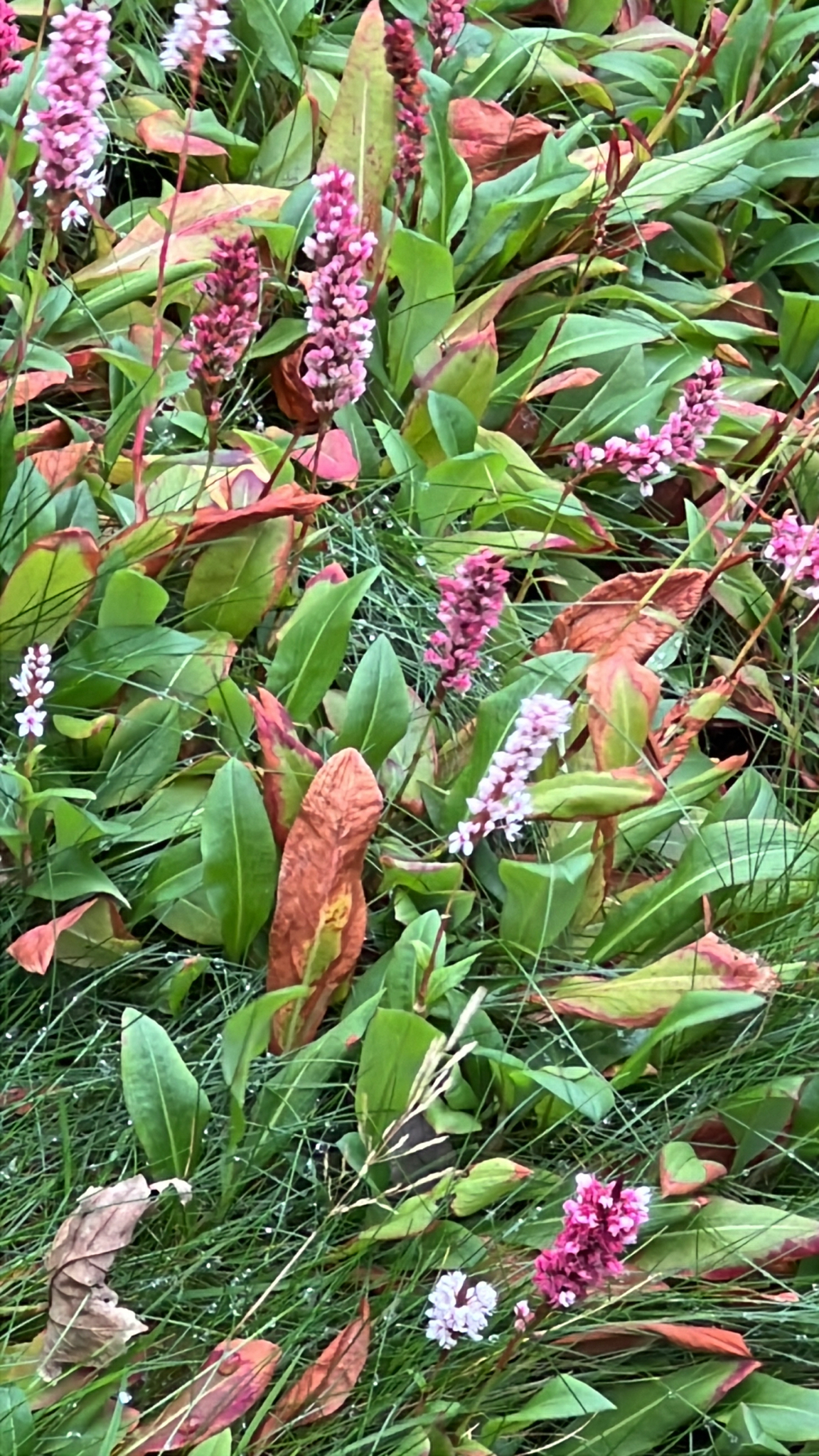 Rockery Bistort (Bistorta affinis)