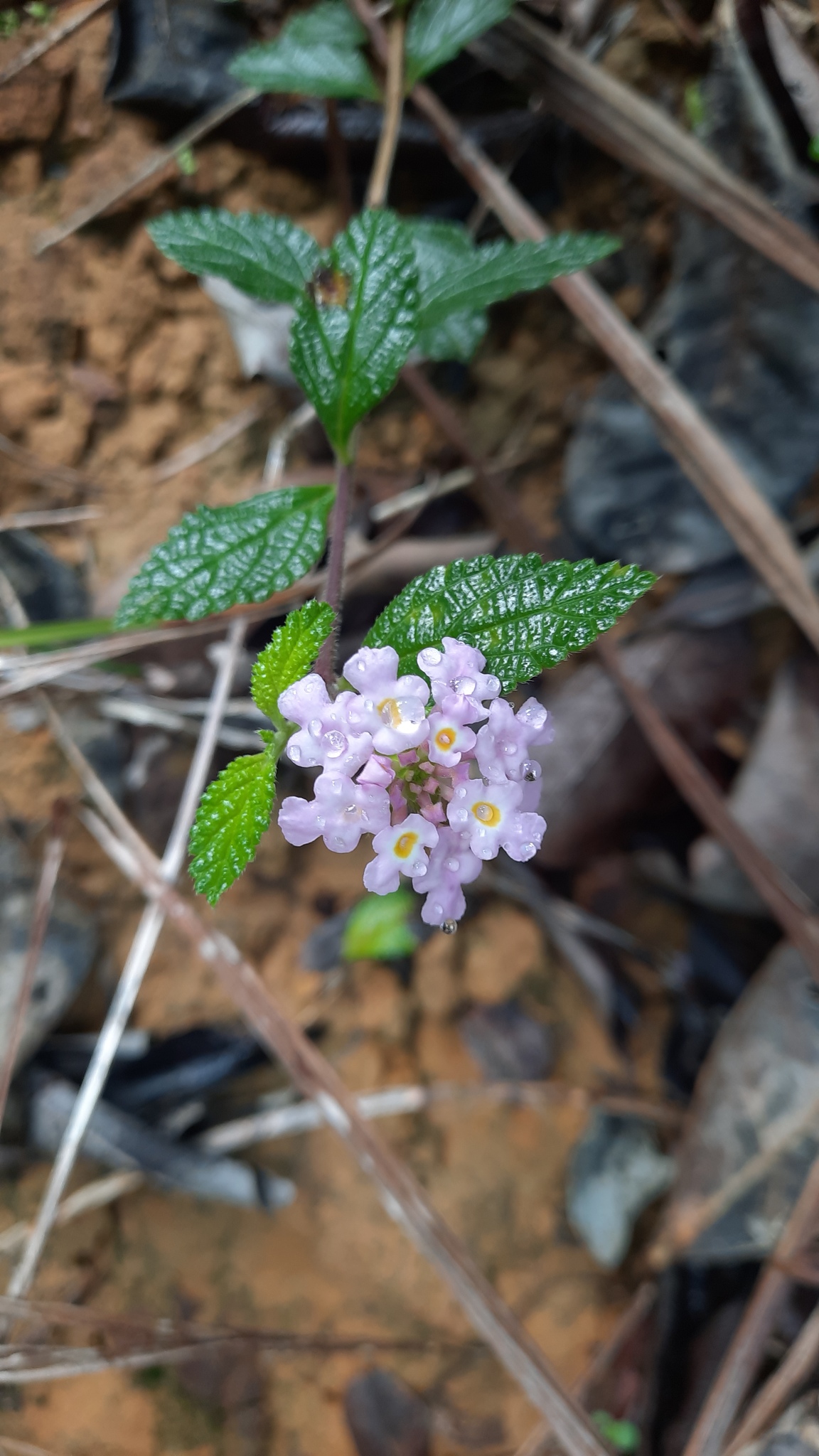 Lantana fucata