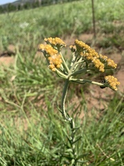 Helichrysum miconiifolium