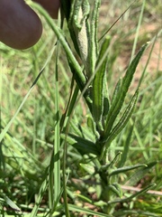 Helichrysum miconiifolium