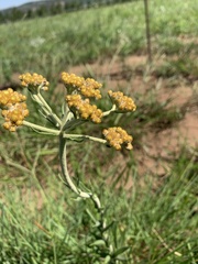 Helichrysum miconiifolium
