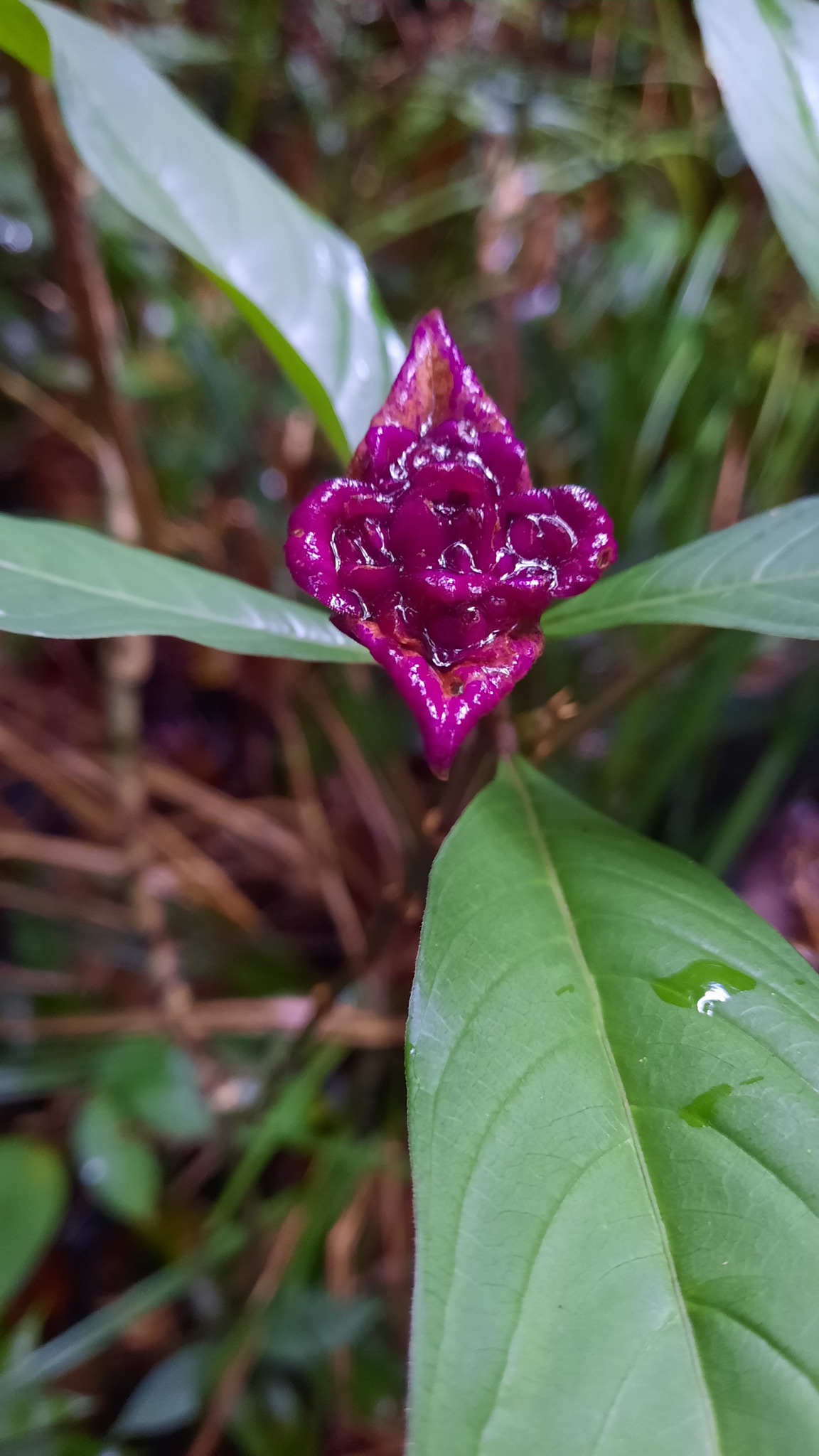 Palicourea colorata