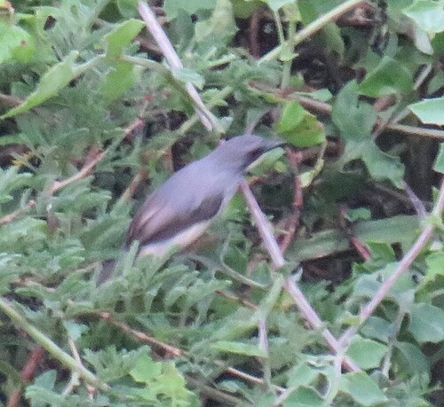 iNaturalist image