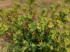 Euphorbia furcillata