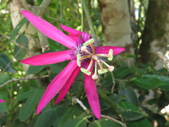 Passiflora kermesina