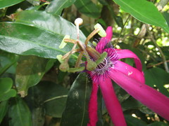 Passiflora kermesina