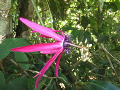 Passiflora kermesina