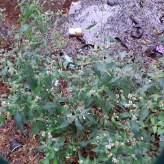 Persicaria lapathifolia