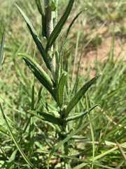 Helichrysum miconiifolium