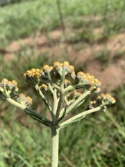 Helichrysum miconiifolium