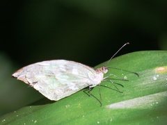 Lieinix nemesis atthis