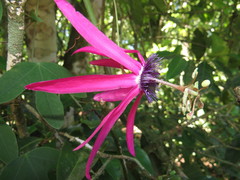 Passiflora kermesina