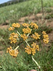 Helichrysum miconiifolium