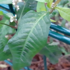 Persicaria lapathifolia