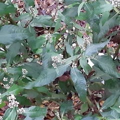 Persicaria lapathifolia