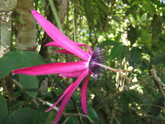 Passiflora kermesina