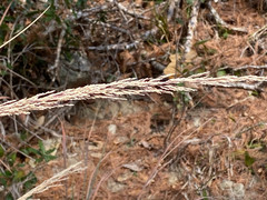 Muhlenbergia lindheimeri