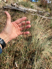 Muhlenbergia lindheimeri