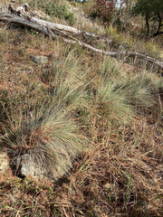 Muhlenbergia lindheimeri