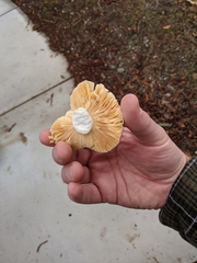 Russula flavisiccans