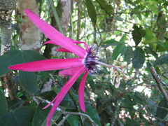 Passiflora kermesina