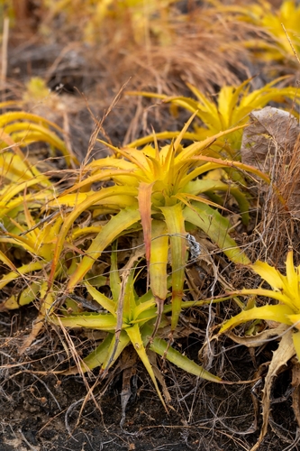 Dyckia lunaris, photograph 6
