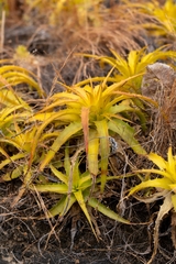 Dyckia lunaris, photograph (c) Jean Martins, some rights reserved (CC BY)