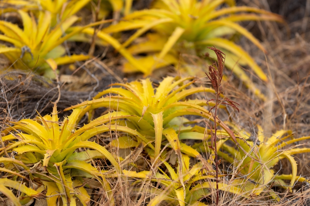 Dyckia lunaris; photograph (c) Jean Martins, some rights reserved (CC BY)