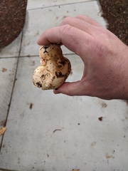 Russula flavisiccans