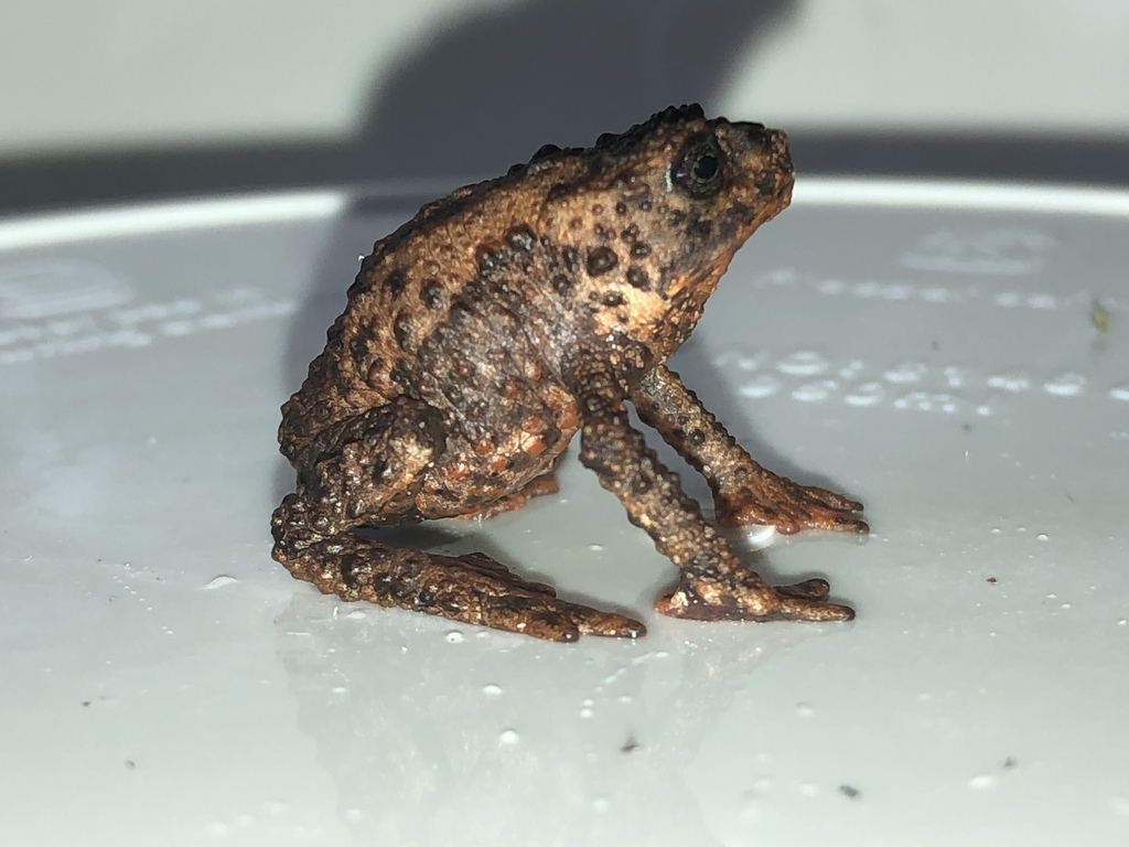 Simpson's Plumb Toad