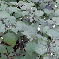 Solanum nigrum
