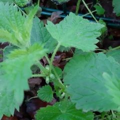 Urtica dioica